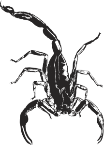 Scorpion
