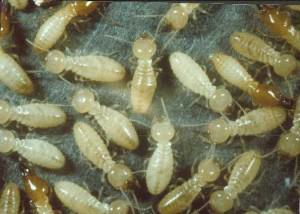 termite-11