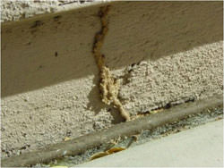 termite-tube-1